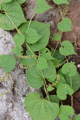 Dioscorea gomez-pompae