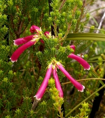 Erica versicolor