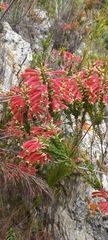 Erica densifolia