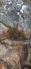 Erica densifolia
