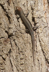 Lampropholis guichenoti