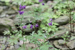 Delphinium anthriscifolium