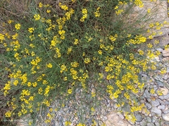 Coronilla juncea