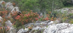 Erica densifolia