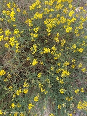 Coronilla juncea
