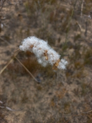Eriospermum lanceifolium