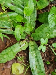 Ledebouria luteola