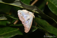Eulaceura osteria