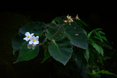 Begonia scharffii