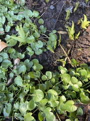 Hydrocotyle ranunculoides
