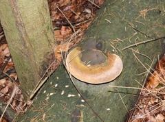 Fomitiporia hartigii