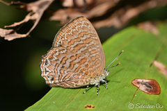Poritia sumatrae