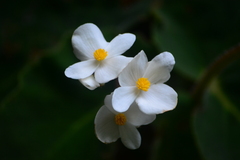 Begonia scharffii