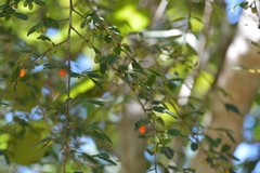 Erythroxylum guatemalense