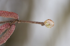 Phytoptus avellanae