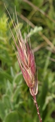 Elymus virginicus jejunus