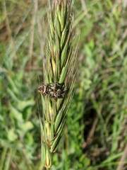 Elymus virginicus jejunus