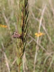Elymus virginicus jejunus