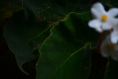Begonia scharffii
