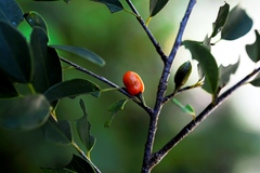 Erythroxylum guatemalense