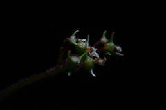 Begonia scharffii