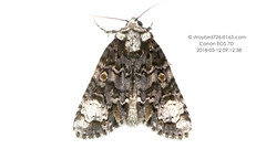 Craniophora ligustri