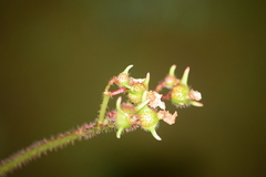 Begonia scharffii