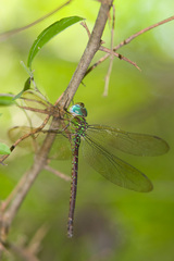 Triacanthagyna caribbea