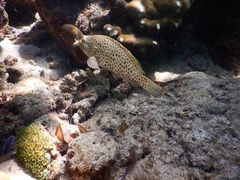 Epinephelus