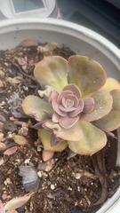 Echeveria gibbiflora