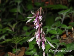 Cremastra appendiculata