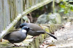 Pterorhinus chinensis