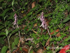 Cremastra appendiculata