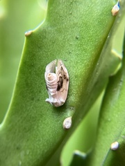 Niphopyralis chionesis