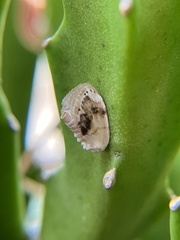 Niphopyralis chionesis