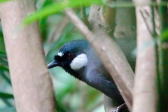 Pterorhinus chinensis