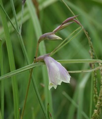 Gladiolus papilio