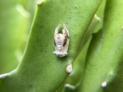 Niphopyralis chionesis