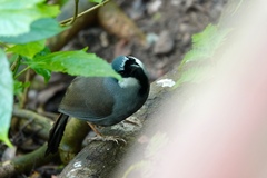 Pterorhinus chinensis