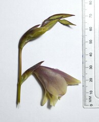 Gladiolus papilio
