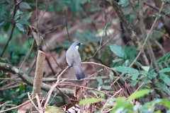 Pterorhinus chinensis