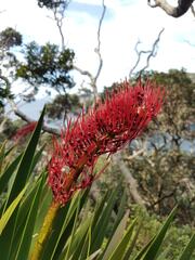 Xeronema callistemon