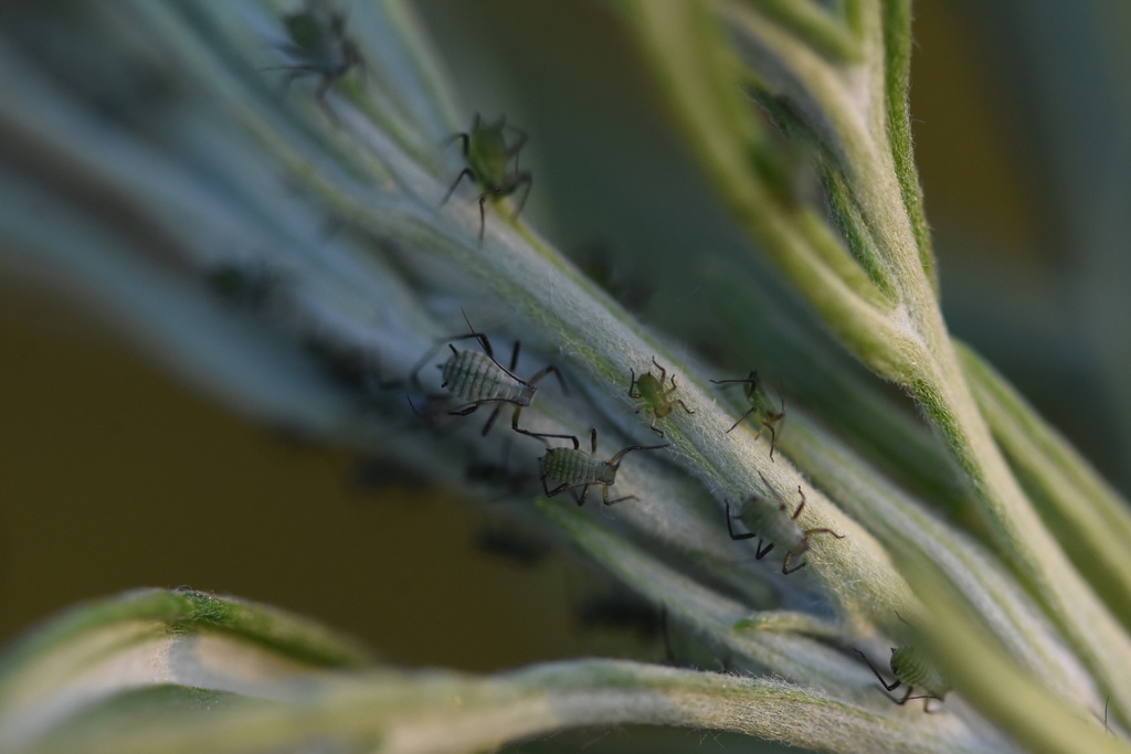 Macrosiphoniella abrotani