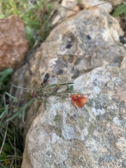 Lathyrus hierosolymitanus