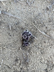 Vesper purpurascens