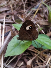 Mycalesis junonia