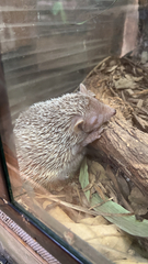 Atelerix