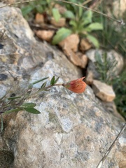 Lathyrus hierosolymitanus
