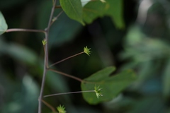 Acalypha leptopoda