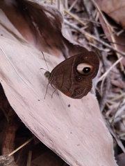 Mycalesis junonia